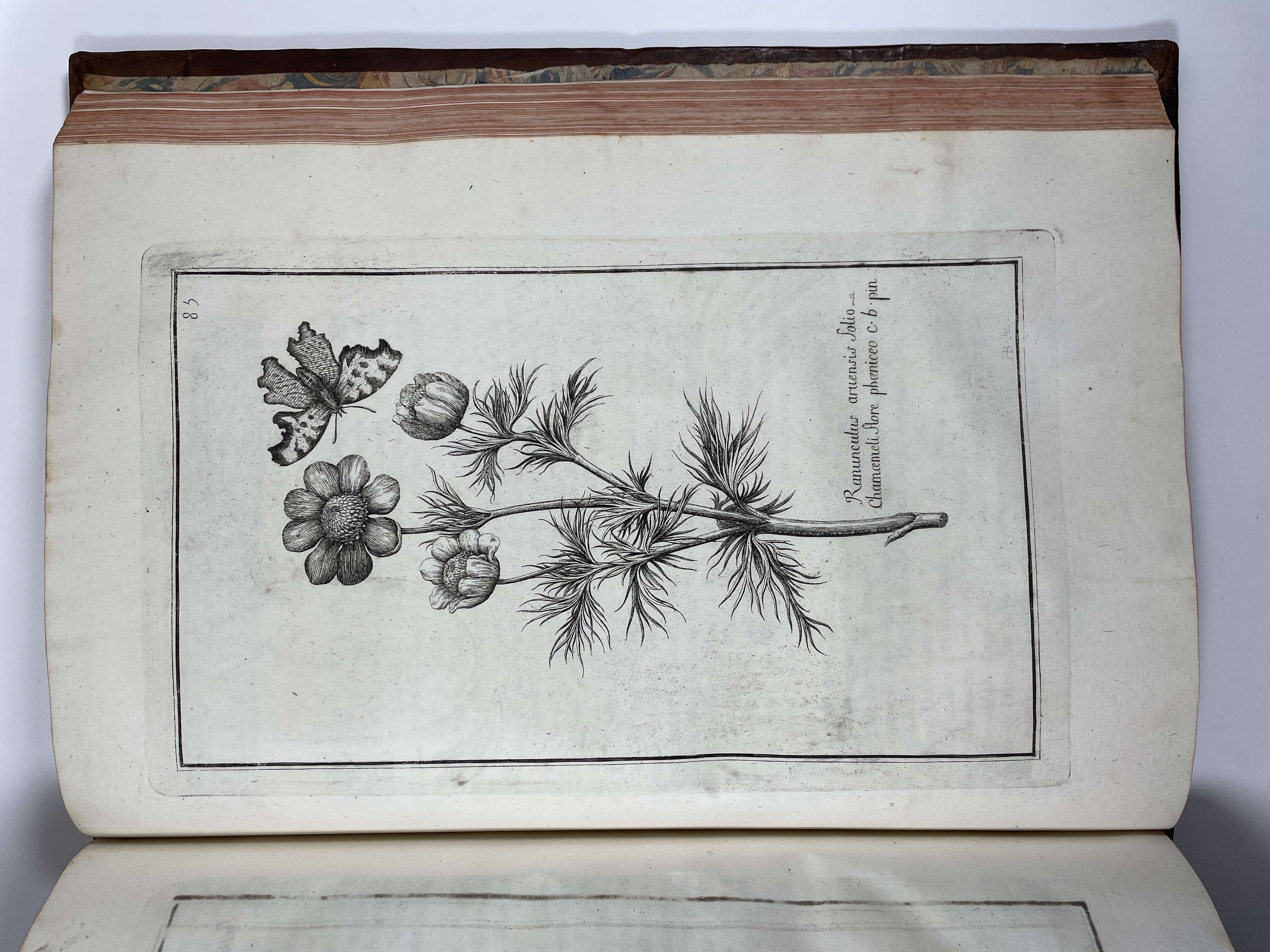 1715 Garidel Histoire des plantes a